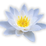 White lotus flower with yellow center