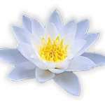 White lotus flower with yellow center